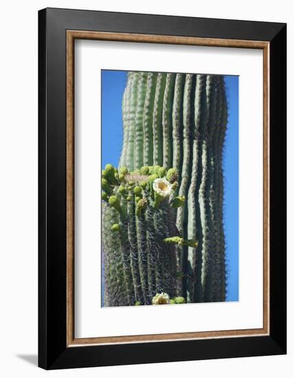 Saguaro cactus blooms, Arizona, USA-Anna Miller-Framed Photographic Print