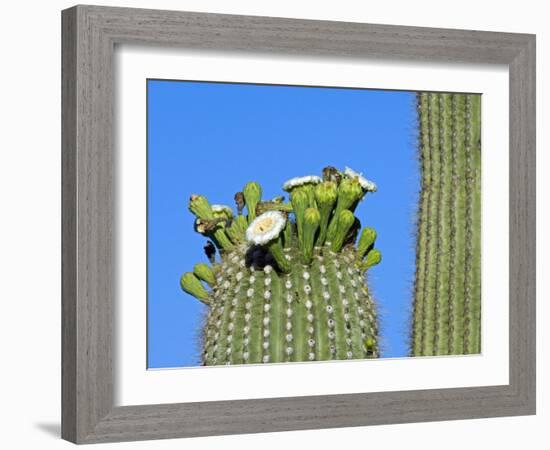 Saguaro Cactus Buds and Flowers in Bloom, Organ Pipe Cactus National Monument, Arizona, USA-Philippe Clement-Framed Photographic Print