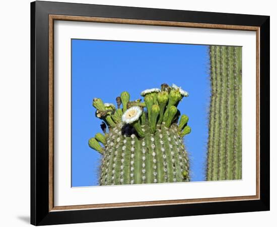 Saguaro Cactus Buds and Flowers in Bloom, Organ Pipe Cactus National Monument, Arizona, USA-Philippe Clement-Framed Photographic Print