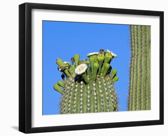 Saguaro Cactus Buds and Flowers in Bloom, Organ Pipe Cactus National Monument, Arizona, USA-Philippe Clement-Framed Photographic Print