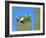 Saguaro Cactus Buds and Flowers in Bloom, Organ Pipe Cactus National Monument, Arizona, USA-Philippe Clement-Framed Photographic Print