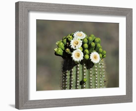 Saguaro Cactus Buds and Flowers in Bloom, Organ Pipe Cactus National Monument, Arizona, USA-Philippe Clement-Framed Photographic Print