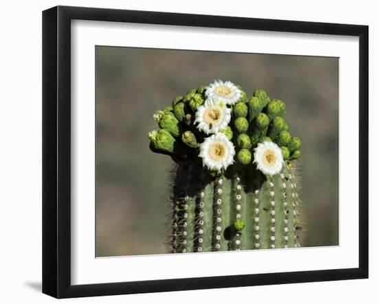 Saguaro Cactus Buds and Flowers in Bloom, Organ Pipe Cactus National Monument, Arizona, USA-Philippe Clement-Framed Photographic Print