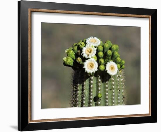 Saguaro Cactus Buds and Flowers in Bloom, Organ Pipe Cactus National Monument, Arizona, USA-Philippe Clement-Framed Photographic Print