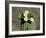 Saguaro Cactus Buds and Flowers in Bloom, Organ Pipe Cactus National Monument, Arizona, USA-Philippe Clement-Framed Photographic Print