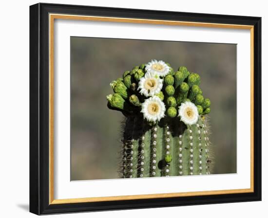 Saguaro Cactus Buds and Flowers in Bloom, Organ Pipe Cactus National Monument, Arizona, USA-Philippe Clement-Framed Photographic Print