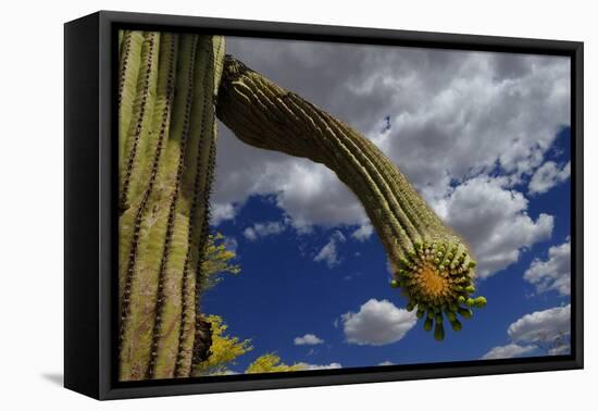 Saguaro cactus buds, Organ Pipe Cactus National Monument, Sonora Desert, Arizona, USA-Jouan Rius-Framed Premier Image Canvas