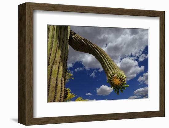Saguaro cactus buds, Organ Pipe Cactus National Monument, Sonora Desert, Arizona, USA-Jouan Rius-Framed Photographic Print