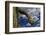 Saguaro cactus buds, Organ Pipe Cactus National Monument, Sonora Desert, Arizona, USA-Jouan Rius-Framed Photographic Print