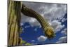 Saguaro cactus buds, Organ Pipe Cactus National Monument, Sonora Desert, Arizona, USA-Jouan Rius-Mounted Photographic Print