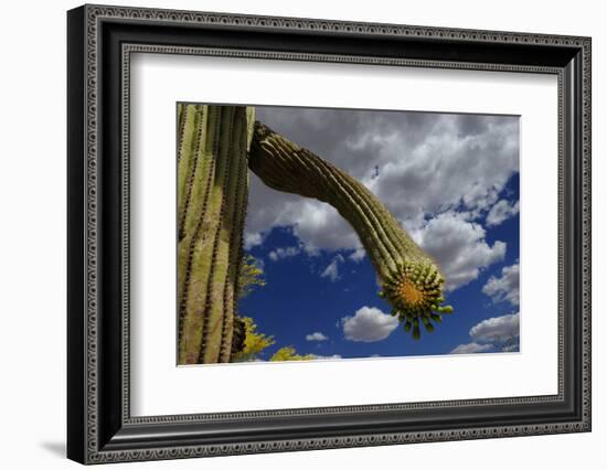 Saguaro cactus buds, Organ Pipe Cactus National Monument, Sonora Desert, Arizona, USA-Jouan Rius-Framed Photographic Print