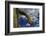 Saguaro cactus buds, Organ Pipe Cactus National Monument, Sonora Desert, Arizona, USA-Jouan Rius-Framed Photographic Print