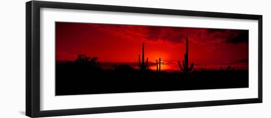 Saguaro Cactus (Carnegiea Gigantea) in a Desert at Dusk, Arizona, USA-null-Framed Photographic Print