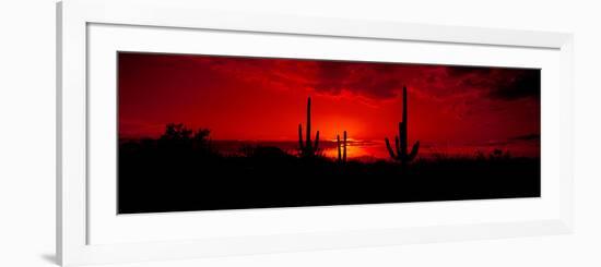 Saguaro Cactus (Carnegiea Gigantea) in a Desert at Dusk, Arizona, USA--Framed Photographic Print