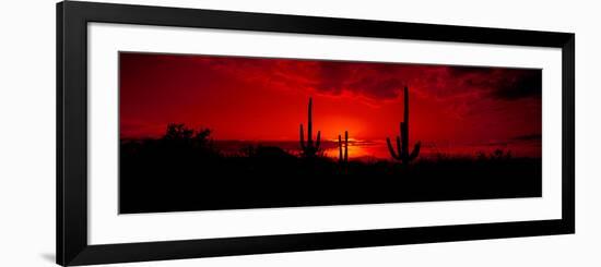 Saguaro Cactus (Carnegiea Gigantea) in a Desert at Dusk, Arizona, USA-null-Framed Photographic Print