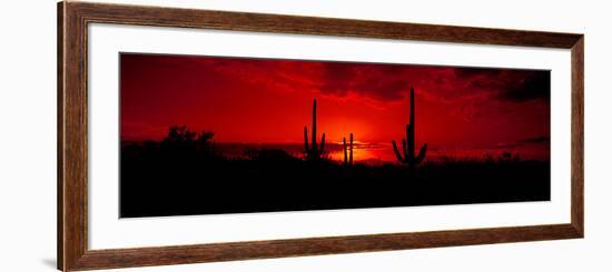 Saguaro Cactus (Carnegiea Gigantea) in a Desert at Dusk, Arizona, USA-null-Framed Photographic Print