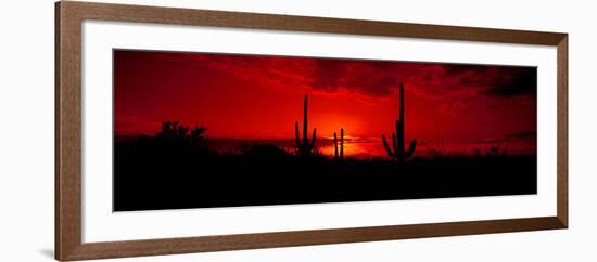 Saguaro Cactus (Carnegiea Gigantea) in a Desert at Dusk, Arizona, USA-null-Framed Photographic Print