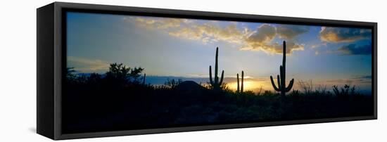 Saguaro Cactus (Carnegiea Gigantea) in a Desert at Dusk, Arizona, USA-null-Framed Premier Image Canvas