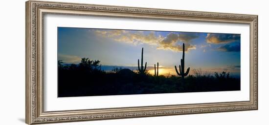 Saguaro Cactus (Carnegiea Gigantea) in a Desert at Dusk, Arizona, USA-null-Framed Photographic Print