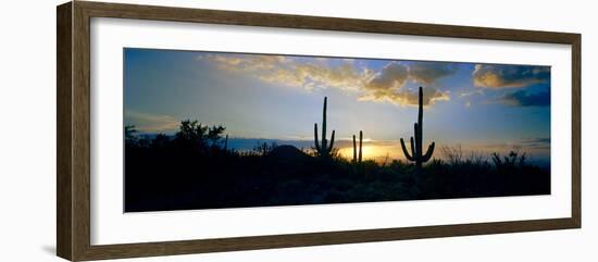 Saguaro Cactus (Carnegiea Gigantea) in a Desert at Dusk, Arizona, USA-null-Framed Photographic Print