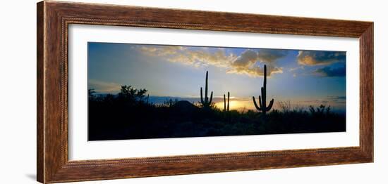 Saguaro Cactus (Carnegiea Gigantea) in a Desert at Dusk, Arizona, USA-null-Framed Photographic Print