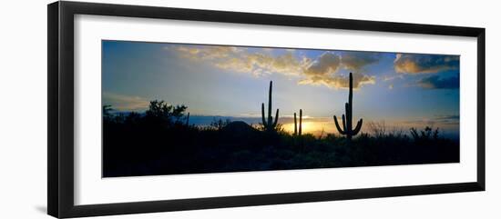 Saguaro Cactus (Carnegiea Gigantea) in a Desert at Dusk, Arizona, USA-null-Framed Photographic Print