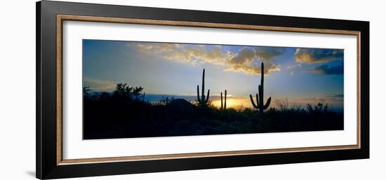 Saguaro Cactus (Carnegiea Gigantea) in a Desert at Dusk, Arizona, USA-null-Framed Photographic Print