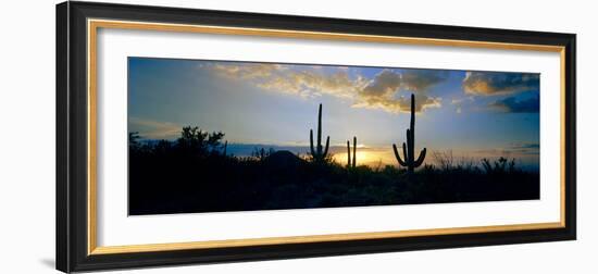 Saguaro Cactus (Carnegiea Gigantea) in a Desert at Dusk, Arizona, USA-null-Framed Photographic Print