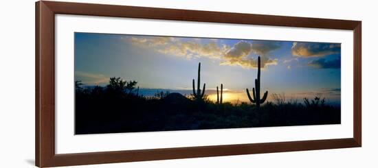 Saguaro Cactus (Carnegiea Gigantea) in a Desert at Dusk, Arizona, USA-null-Framed Photographic Print
