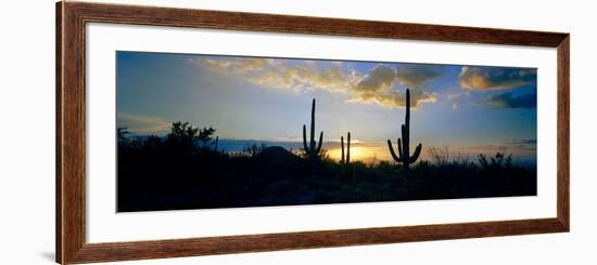 Saguaro Cactus (Carnegiea Gigantea) in a Desert at Dusk, Arizona, USA-null-Framed Photographic Print