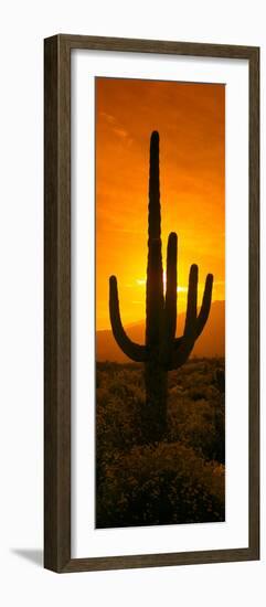 Saguaro Cactus (Carnegiea Gigantea) in a Desert at Sunrise, Arizona, USA-null-Framed Photographic Print