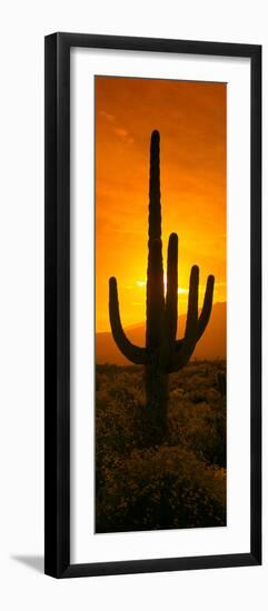 Saguaro Cactus (Carnegiea Gigantea) in a Desert at Sunrise, Arizona, USA-null-Framed Photographic Print