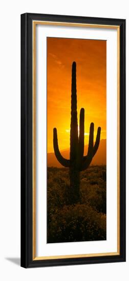 Saguaro Cactus (Carnegiea Gigantea) in a Desert at Sunrise, Arizona, USA-null-Framed Photographic Print