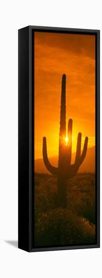 Saguaro Cactus (Carnegiea Gigantea) in a Desert at Sunrise, Arizona, USA-null-Framed Premier Image Canvas