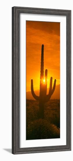 Saguaro Cactus (Carnegiea Gigantea) in a Desert at Sunrise, Arizona, USA-null-Framed Photographic Print