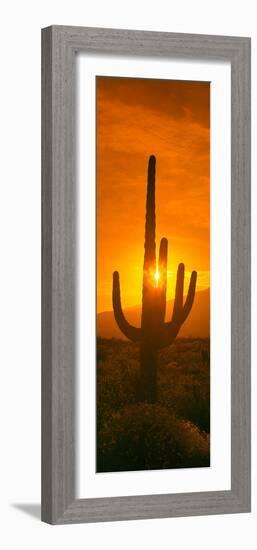 Saguaro Cactus (Carnegiea Gigantea) in a Desert at Sunrise, Arizona, USA-null-Framed Photographic Print