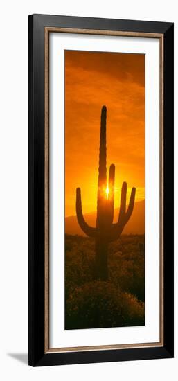 Saguaro Cactus (Carnegiea Gigantea) in a Desert at Sunrise, Arizona, USA-null-Framed Photographic Print