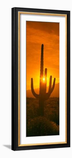 Saguaro Cactus (Carnegiea Gigantea) in a Desert at Sunrise, Arizona, USA-null-Framed Photographic Print