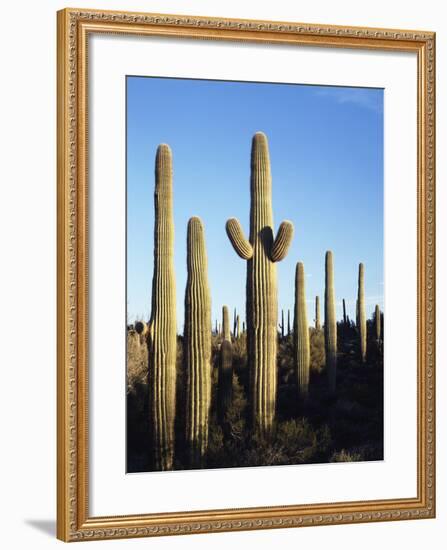 Saguaro Cactus, Carnegiea Gigantea, in the Sonoran Desert-Christopher Talbot Frank-Framed Photographic Print