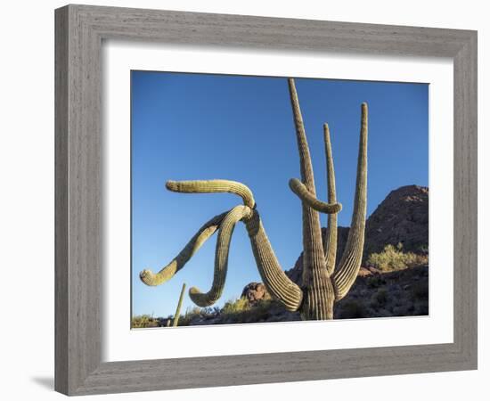 Saguaro cactus (Carnegiea gigantea), Organ Pipe Cactus National Monument, Sonoran Desert, Arizona-Michael Nolan-Framed Photographic Print