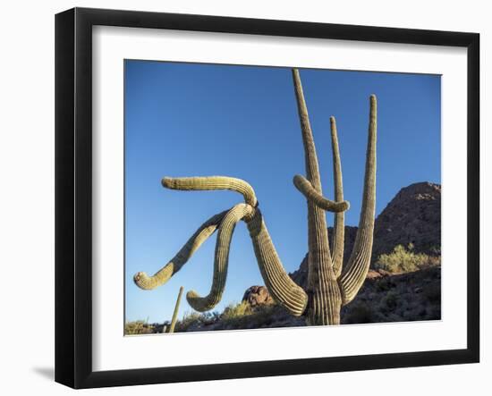 Saguaro cactus (Carnegiea gigantea), Organ Pipe Cactus National Monument, Sonoran Desert, Arizona-Michael Nolan-Framed Photographic Print