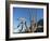 Saguaro cactus (Carnegiea gigantea), Organ Pipe Cactus National Monument, Sonoran Desert, Arizona-Michael Nolan-Framed Photographic Print