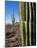 Saguaro Cactus (Carnegiea Gigantea), Saguaro National Park, Arizona-James Hager-Mounted Photographic Print