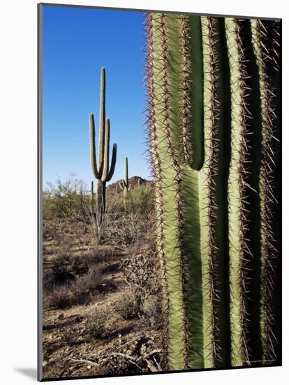 Saguaro Cactus (Carnegiea Gigantea), Saguaro National Park, Arizona-James Hager-Mounted Photographic Print