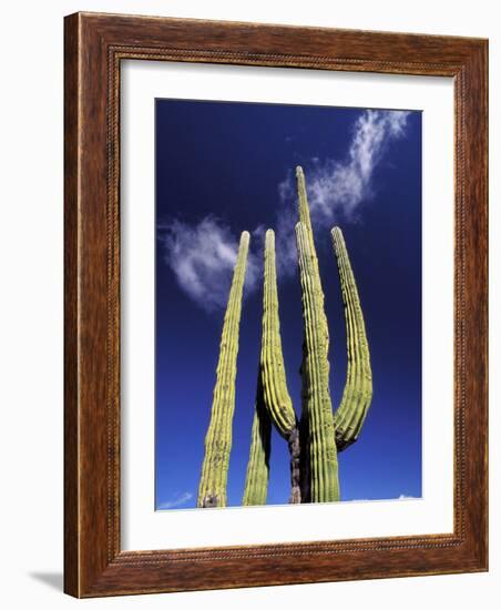 Saguaro Cactus, Catavina Desert National Reserve, Baja del Norte, Mexico-Gavriel Jecan-Framed Photographic Print