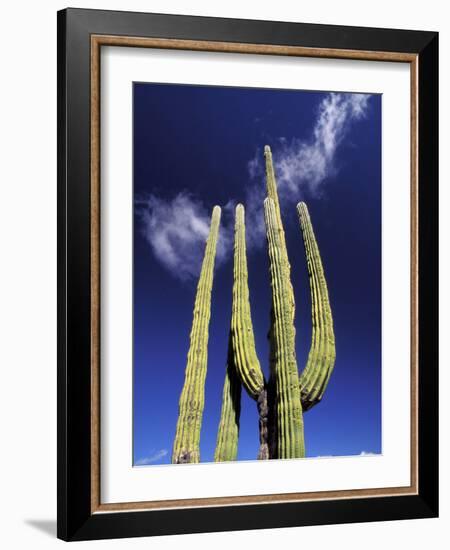 Saguaro Cactus, Catavina Desert National Reserve, Baja del Norte, Mexico-Gavriel Jecan-Framed Photographic Print