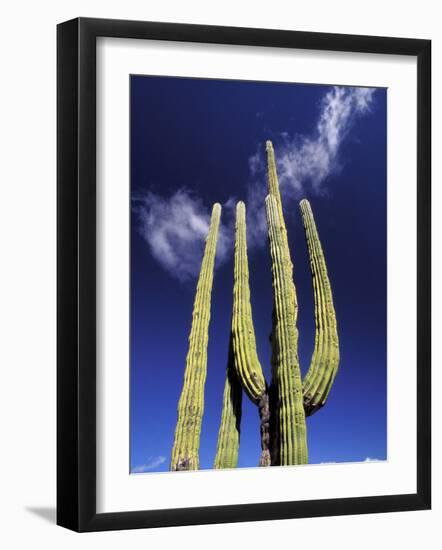 Saguaro Cactus, Catavina Desert National Reserve, Baja del Norte, Mexico-Gavriel Jecan-Framed Photographic Print