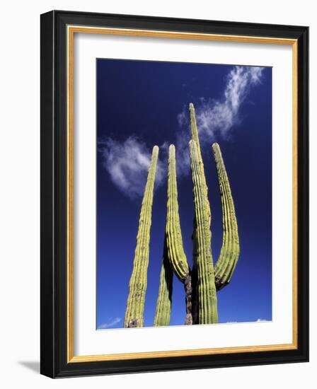 Saguaro Cactus, Catavina Desert National Reserve, Baja del Norte, Mexico-Gavriel Jecan-Framed Photographic Print