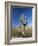 Saguaro Cactus (Cereus Giganteus), Saguaro National Park (West), Tucson, Arizona, USA-Ruth Tomlinson-Framed Photographic Print