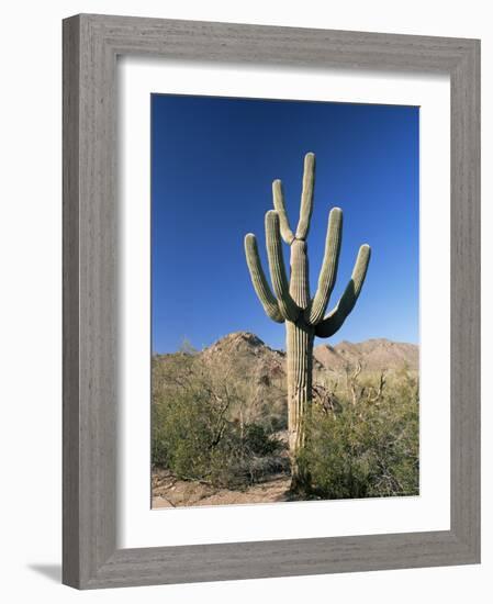 Saguaro Cactus (Cereus Giganteus), Saguaro National Park (West), Tucson, Arizona, USA-Ruth Tomlinson-Framed Photographic Print